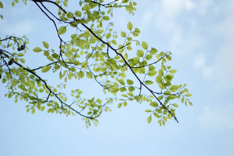 tree branches against the sky