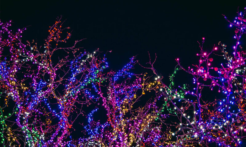 Christmas lights in trees
