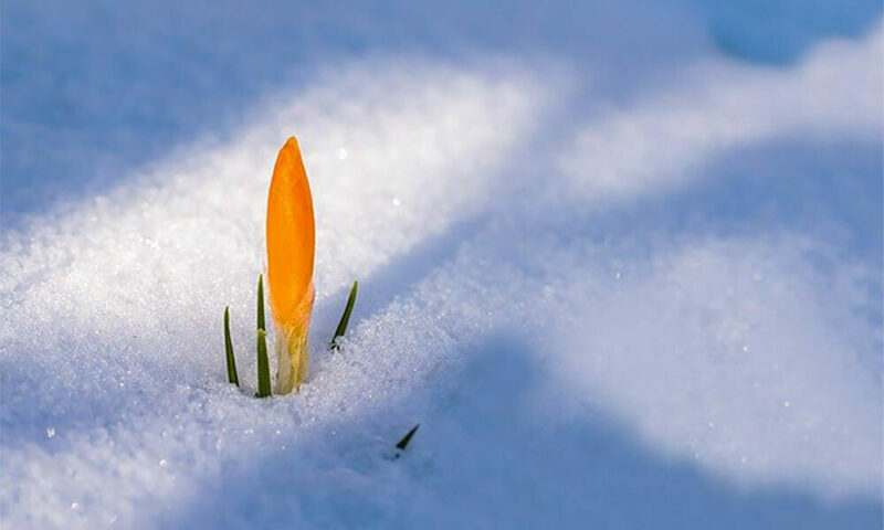 plant springing in winter