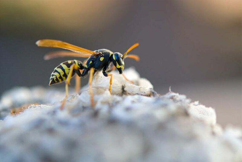 Yellowjacket wasp