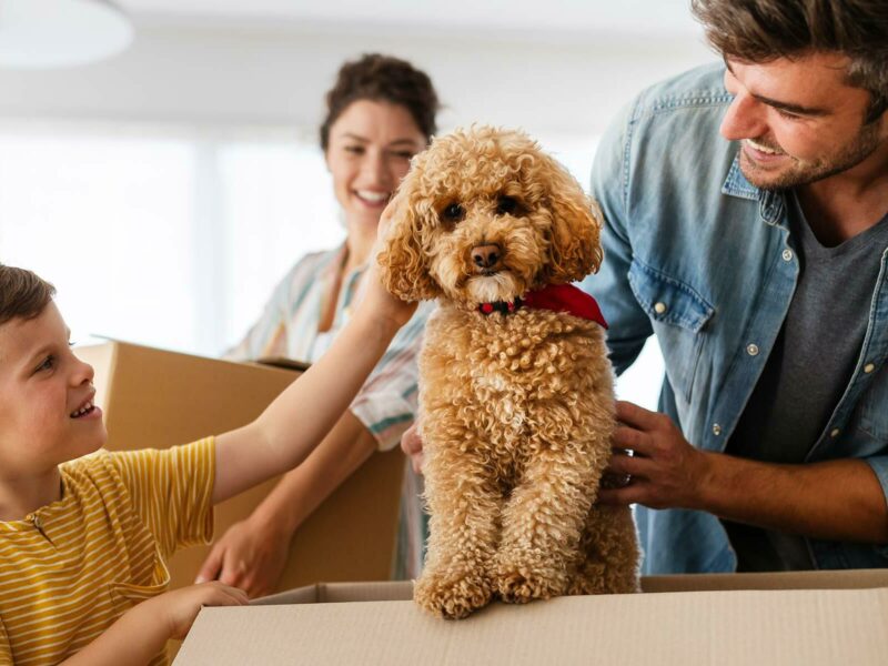 Moving with Pets