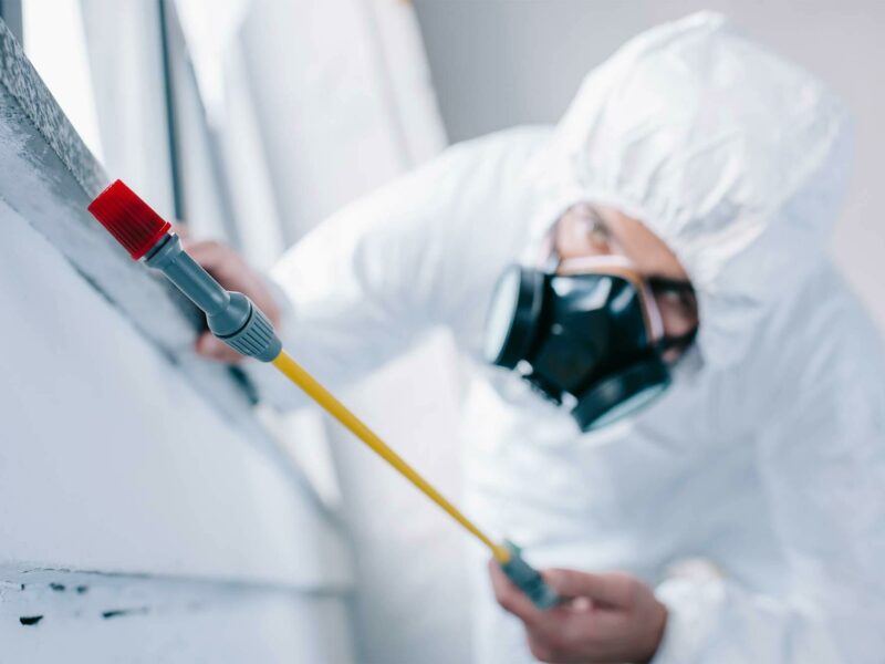 How to Choose the Right Pest Control Company